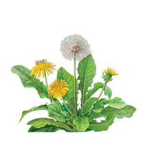 Dandelion PNG-12875